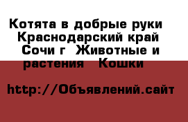 Котята в добрые руки - Краснодарский край, Сочи г. Животные и растения » Кошки   